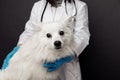 Veterinarian cheks a white dog on table in vet clinic on grey background Royalty Free Stock Photo