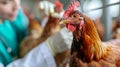 Veterinarian at a chicken farm. Selective focus. Royalty Free Stock Photo