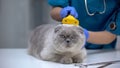 Veterinarian cleaning cat fur with special deshedding tool, care during moulting Royalty Free Stock Photo