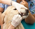 Veterinarian Cleaning Dogs Teeth