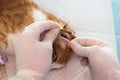 The veterinarian cleaning the ears of a cat