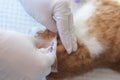 The veterinarian cleaning the ears of a cat t