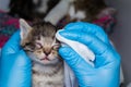 The veterinarian cleaning the kittens infected eyes with special wipes