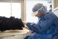 Veterinarian cleaning teeth of dog Royalty Free Stock Photo
