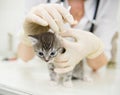 Veterinarian cleans ears cat Royalty Free Stock Photo