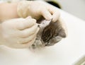 Veterinarian cleans ears cat Royalty Free Stock Photo
