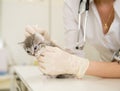 Veterinarian cleans ears cat Royalty Free Stock Photo