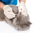 Veterinarian cleans ears cat. isolated on white background