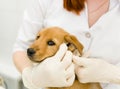 Veterinarian cleans ears dog