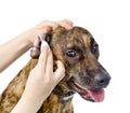 Veterinarian cleans ears to a dog. isolated on white background Royalty Free Stock Photo