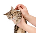 Veterinarian cleans ears to a small kitten. isolated Royalty Free Stock Photo