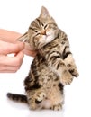 Veterinarian cleans ears to a small kitten. isolated