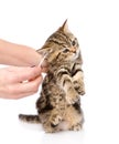 Veterinarian cleans ears to a small kitten. isolated Royalty Free Stock Photo