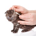 Veterinarian cleans ears to a small kitten. isolated on white