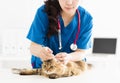 Veterinarian cleans ears to a young cat