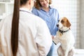 The veterinarian and the client with the dog to discuss the treatment in a veterinary clinic. Royalty Free Stock Photo