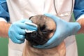 Veterinarian in the clinic examines the pug dog. Care and hygiene of folds and nose in flat-faced dogs, daily procedures