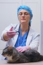 A veterinarian in a clinic injects a medicine with a syringe to a domestic cat