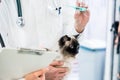 Veterinarian measuring temperature of cat with fever thermometer Royalty Free Stock Photo