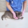 The veterinarian in the clinic puts a pill in the mouth of a domestic pet