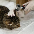 Veterinarian conducts otoscopy on a cat& x27;s ear for precise examination and care. Expert veterinary otoscopy for Royalty Free Stock Photo