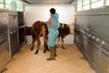 Veterinarian with cows in cowshed