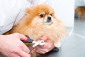 The veterinarian cuts the claws of a fluffy puppy. Pet care