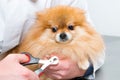 The veterinarian cuts the claws of a fluffy puppy. Pet care