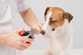 The veterinarian cuts the dog jack russell terrier& x27;s claws on a white background.