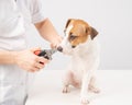 The veterinarian cuts the dog jack russell terrier& x27;s claws on a white background.