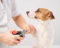 The veterinarian cuts the dog jack russell terrier& x27;s claws on a white background.