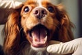 A veterinarian dentist examines the teeth of a spaniel dog close-up. Treatment of pets