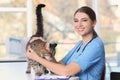 Veterinarian doc with cat Royalty Free Stock Photo