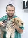 Veterinarian Doctor