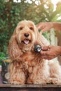 Cockapoo dog checkup