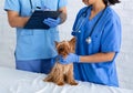 Veterinarian doctor asking advice from his assistant about little dog`s treatment in clinic, close up Royalty Free Stock Photo