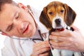 Veterinarian doctor and a beagle puppy Royalty Free Stock Photo