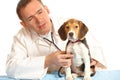 Veterinarian doctor and a beagle puppy Royalty Free Stock Photo