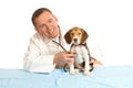 Veterinarian doctor and a beagle puppy Royalty Free Stock Photo