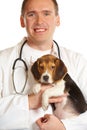 Veterinarian doctor and a beagle puppy Royalty Free Stock Photo