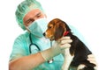 Veterinarian doctor and a beagle puppy