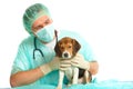 Veterinarian doctor and a beagle puppy Royalty Free Stock Photo