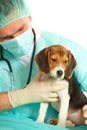 Veterinarian doctor and a beagle puppy Royalty Free Stock Photo