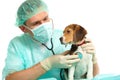 Veterinarian doctor and a beagle puppy Royalty Free Stock Photo