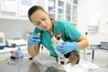 Veterinarian doctor checking the ears of cat of the breed Cornish Rex with otoscope in veterinary clinic. Health of pet. Care Royalty Free Stock Photo