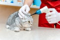 Veterinarian doctor checking the ears of the cat Scottish Fold with otoscope in veterinary clinic. Health of pet. Care animal.Pet Royalty Free Stock Photo