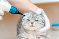 Veterinarian doctor checking the ears of the cat Scottish Fold with otoscope in veterinary clinic. Health of pet. Care animal.Pet Royalty Free Stock Photo