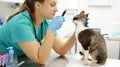 Veterinarian doctor checks eyesight of a cat of the breed Cornish Rex in a veterinary clinic. Health of pet. Care animal. Pet