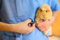 Veterinarian Doctor cutting nails to a guinea pig Royalty Free Stock Photo