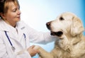 Veterinarian doctor with dog Royalty Free Stock Photo